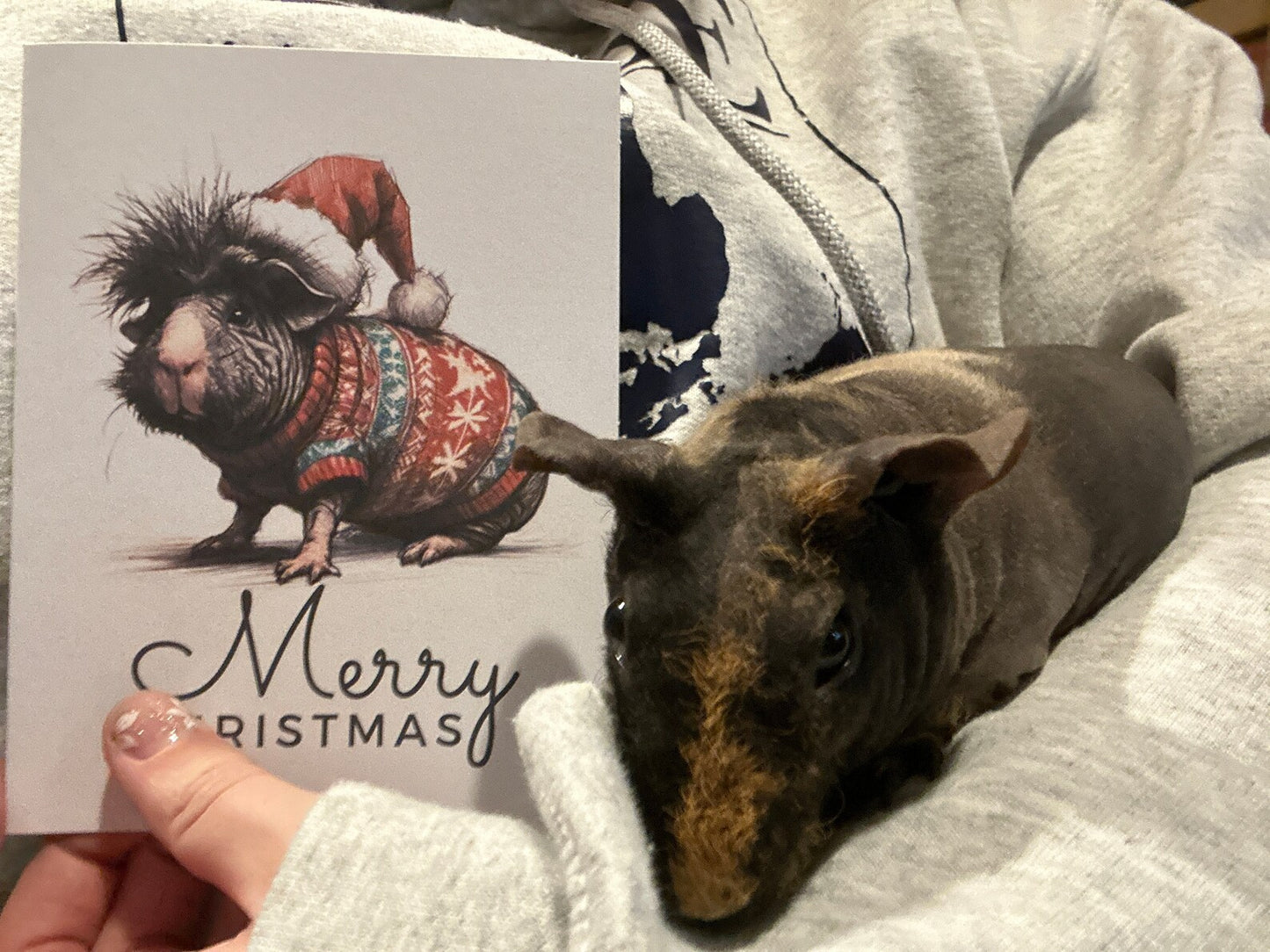 Guinea Pig Christmas Card Set of 6, 12, or 24